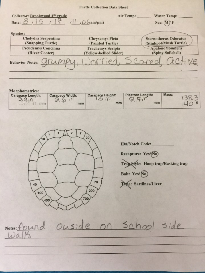 Turtle Collection Sheet